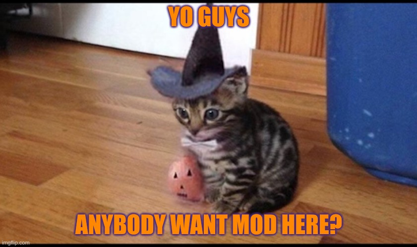 Since I'm afk majority of the time, anyone want mod? | YO GUYS; ANYBODY WANT MOD HERE? | image tagged in halloween cat | made w/ Imgflip meme maker