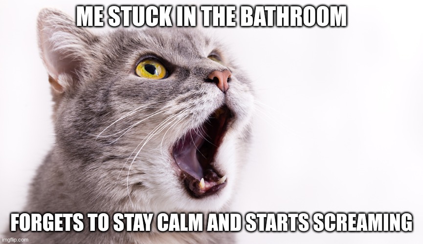 HELP | ME STUCK IN THE BATHROOM; FORGETS TO STAY CALM AND STARTS SCREAMING | image tagged in cats | made w/ Imgflip meme maker