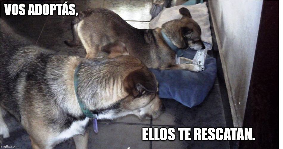 VOS ADOPTÁS, ELLOS TE RESCATAN. | made w/ Imgflip meme maker