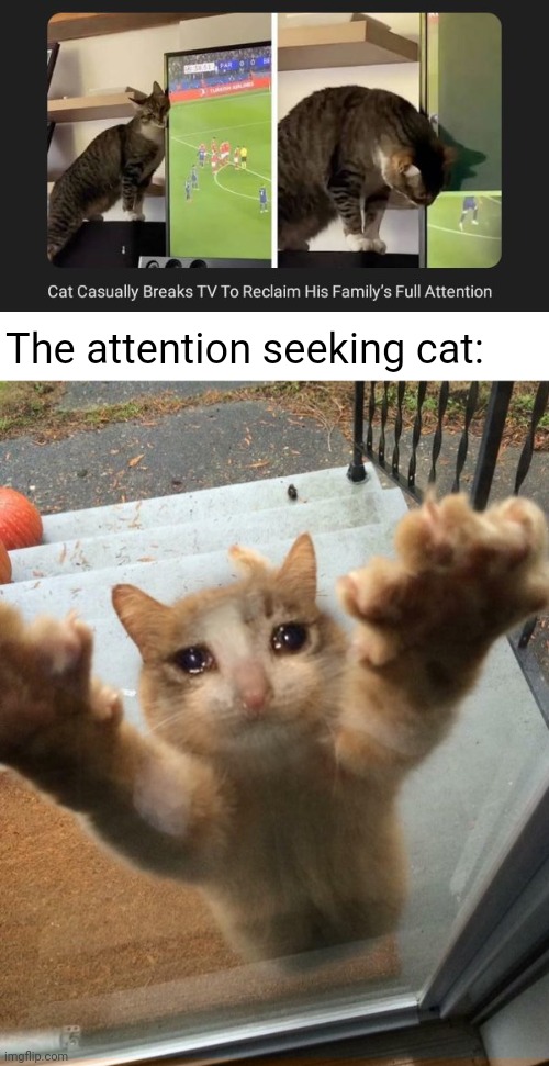 Attention seeker | The attention seeking cat: | image tagged in crying sad cat trying to get into house,tv,memes,cats,cat,news | made w/ Imgflip meme maker
