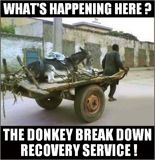 To The Glue Factory ! | WHAT'S HAPPENING HERE ? THE DONKEY BREAK DOWN
 RECOVERY SERVICE ! | image tagged in donkey,recovery | made w/ Imgflip meme maker