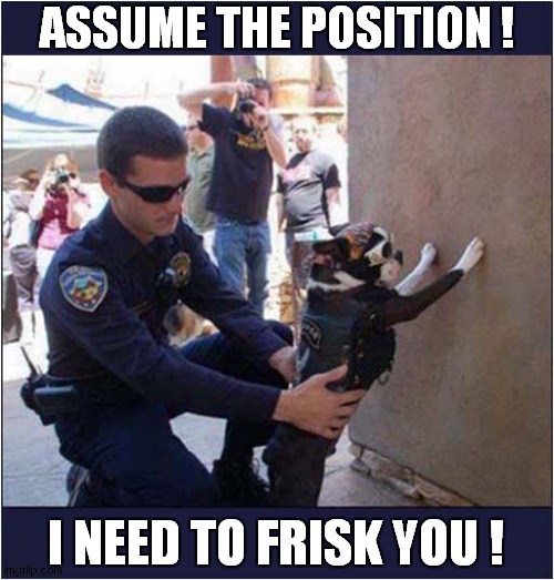 I Wonder What Was The Crime ? | ASSUME THE POSITION ! I NEED TO FRISK YOU ! | image tagged in dogs,questions,crime,frisk | made w/ Imgflip meme maker