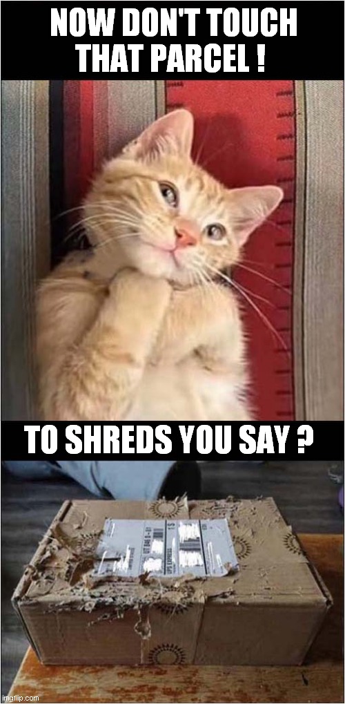 The Catnip Delivery Has Arrived ! | NOW DON'T TOUCH
THAT PARCEL ! TO SHREDS YOU SAY ? | image tagged in cats,catnip,parcel,destruction | made w/ Imgflip meme maker
