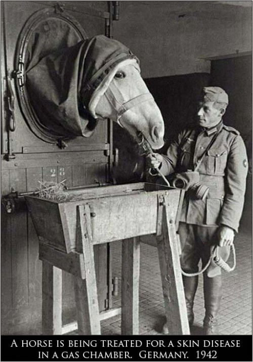 Oh, Those Crazy Germans ! | image tagged in germans,gas chamber,horse,dark humour | made w/ Imgflip meme maker