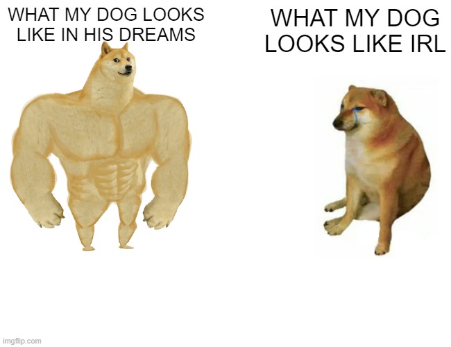Buff Doge vs. Cheems | WHAT MY DOG LOOKS LIKE IN HIS DREAMS; WHAT MY DOG LOOKS LIKE IRL | image tagged in memes,buff doge vs cheems | made w/ Imgflip meme maker