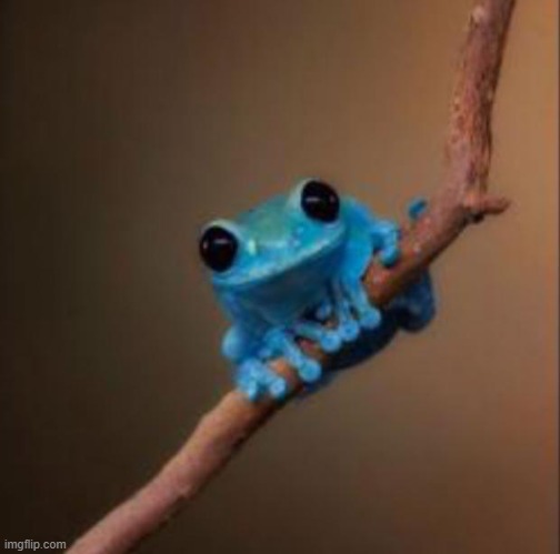 Frog, but blue | image tagged in small fact frog | made w/ Imgflip meme maker