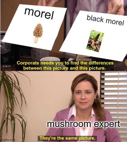 Kinda the same | morel; black morel; mushroom expert | image tagged in memes,they're the same picture | made w/ Imgflip meme maker