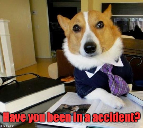 Lawyer Corgi Dog | Have you been in a accident? | image tagged in lawyer corgi dog | made w/ Imgflip meme maker