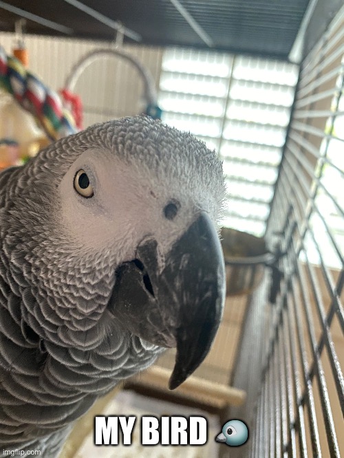 African grey parrot | MY BIRD 🐦 | image tagged in memes,animals,cute,why are you reading this,stop reading the tags | made w/ Imgflip meme maker