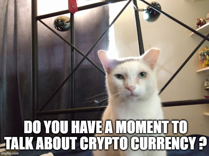 cat meme crypto coin