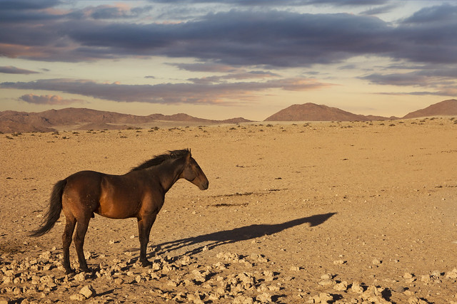 Horse in desert Blank Meme Template