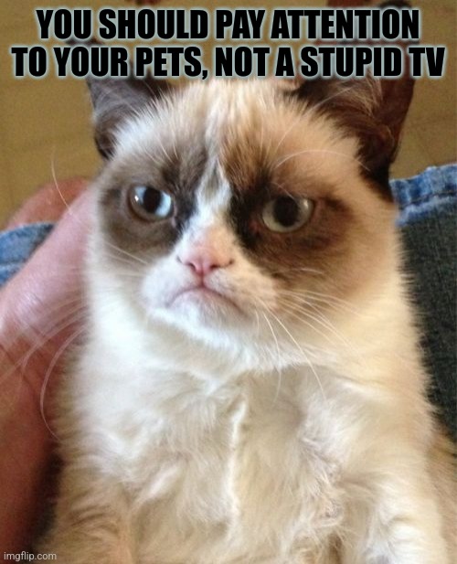 Grumpy Cat Meme | YOU SHOULD PAY ATTENTION TO YOUR PETS, NOT A STUPID TV | image tagged in memes,grumpy cat | made w/ Imgflip meme maker