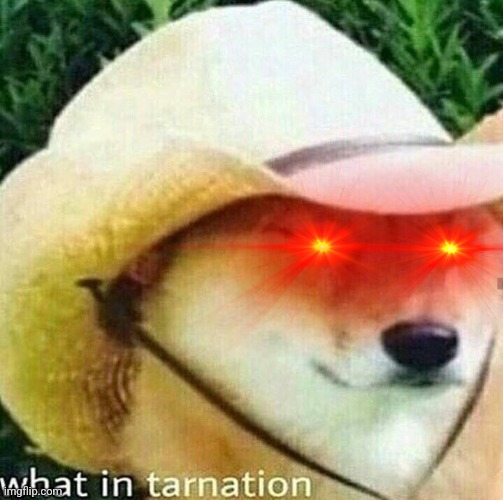 What in tarnation dog | image tagged in what in tarnation dog | made w/ Imgflip meme maker