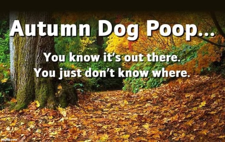awwwww-fall | image tagged in fall,dog poop | made w/ Imgflip meme maker