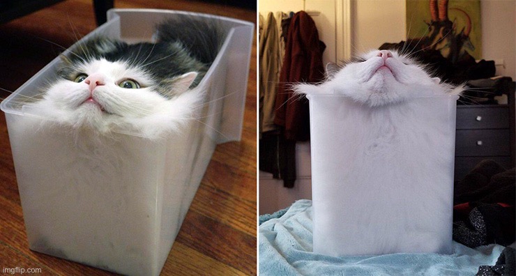 Cats are liquid | image tagged in cats are liquid | made w/ Imgflip meme maker