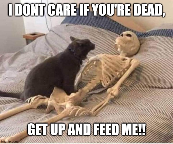 cats hungry Memes & GIFs - Imgflip