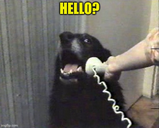 hello this is dog | HELLO? | image tagged in hello this is dog | made w/ Imgflip meme maker