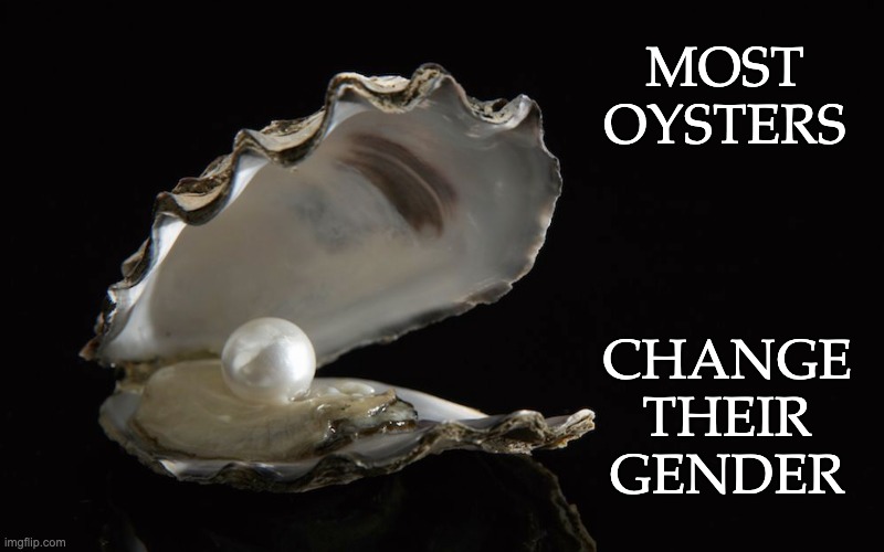 MOST OYSTERS CHANGE THEIR GENDER | made w/ Imgflip meme maker