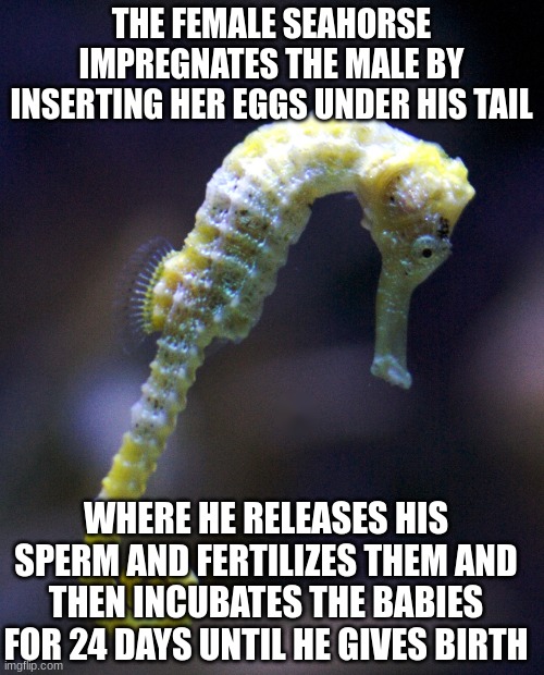 sad seahorse | THE FEMALE SEAHORSE IMPREGNATES THE MALE BY INSERTING HER EGGS UNDER HIS TAIL WHERE HE RELEASES HIS SPERM AND FERTILIZES THEM AND THEN INCUB | image tagged in sad seahorse | made w/ Imgflip meme maker