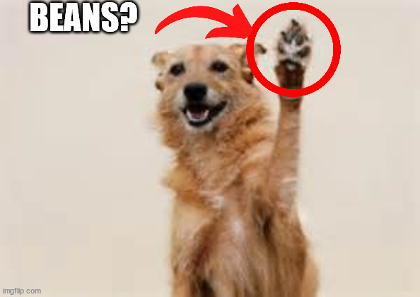 Dog paw | BEANS? | image tagged in dog paw | made w/ Imgflip meme maker
