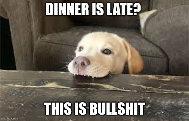 day light savings | DINNER IS LATE? THIS IS BULLSHIT | image tagged in dog chews table | made w/ Imgflip meme maker