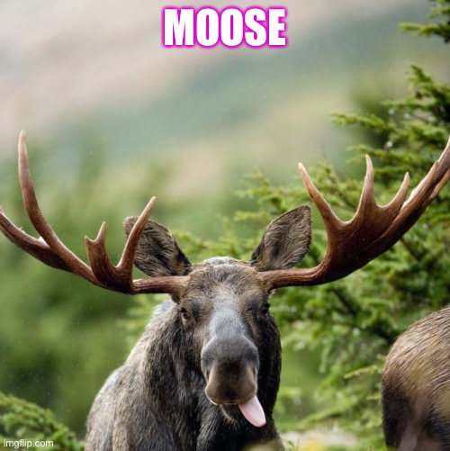 Moose | MOOSE | image tagged in moose | made w/ Imgflip meme maker