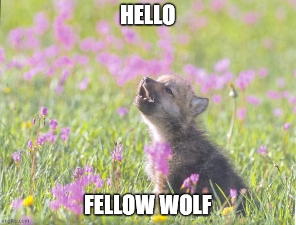 Baby Insanity Wolf Meme | HELLO FELLOW WOLF | image tagged in memes,baby insanity wolf | made w/ Imgflip meme maker