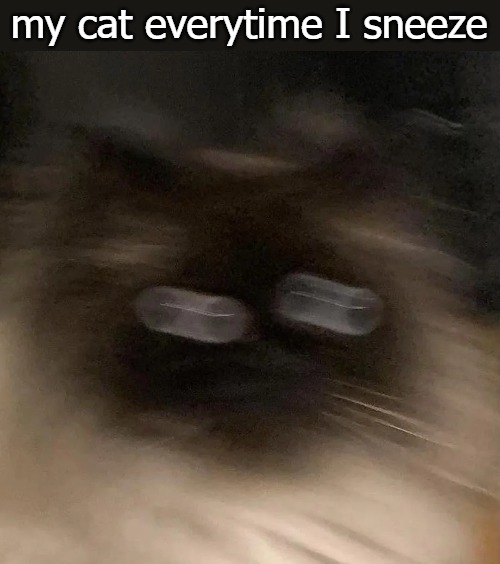 my cat everytime I sneeze | image tagged in kitty | made w/ Imgflip meme maker