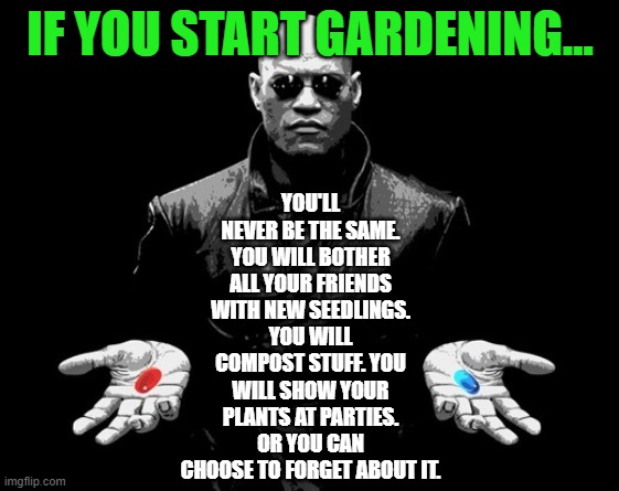 Gardener's Starting Point | YOU'LL NEVER BE THE SAME. YOU WILL BOTHER ALL YOUR FRIENDS WITH NEW SEEDLINGS. YOU WILL COMPOST STUFF. YOU WILL SHOW YOUR PLANTS AT PARTIES.
OR YOU CAN CHOOSE TO FORGET ABOUT IT. IF YOU START GARDENING... | image tagged in morpheus matrix blue pill red pill,gardening | made w/ Imgflip meme maker