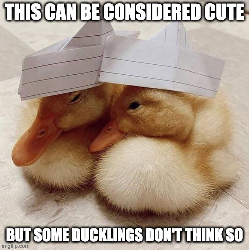 Ducklings WIth Paper Hats | THIS CAN BE CONSIDERED CUTE; BUT SOME DUCKLINGS DON'T THINK SO | image tagged in ducks,memes | made w/ Imgflip meme maker