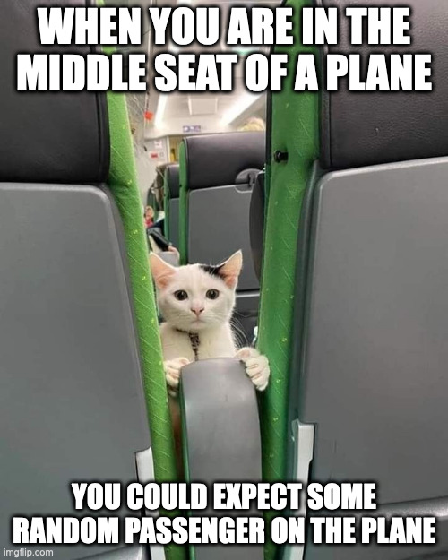 Cat on Plane | WHEN YOU ARE IN THE MIDDLE SEAT OF A PLANE; YOU COULD EXPECT SOME RANDOM PASSENGER ON THE PLANE | image tagged in cats,airplane,memes | made w/ Imgflip meme maker