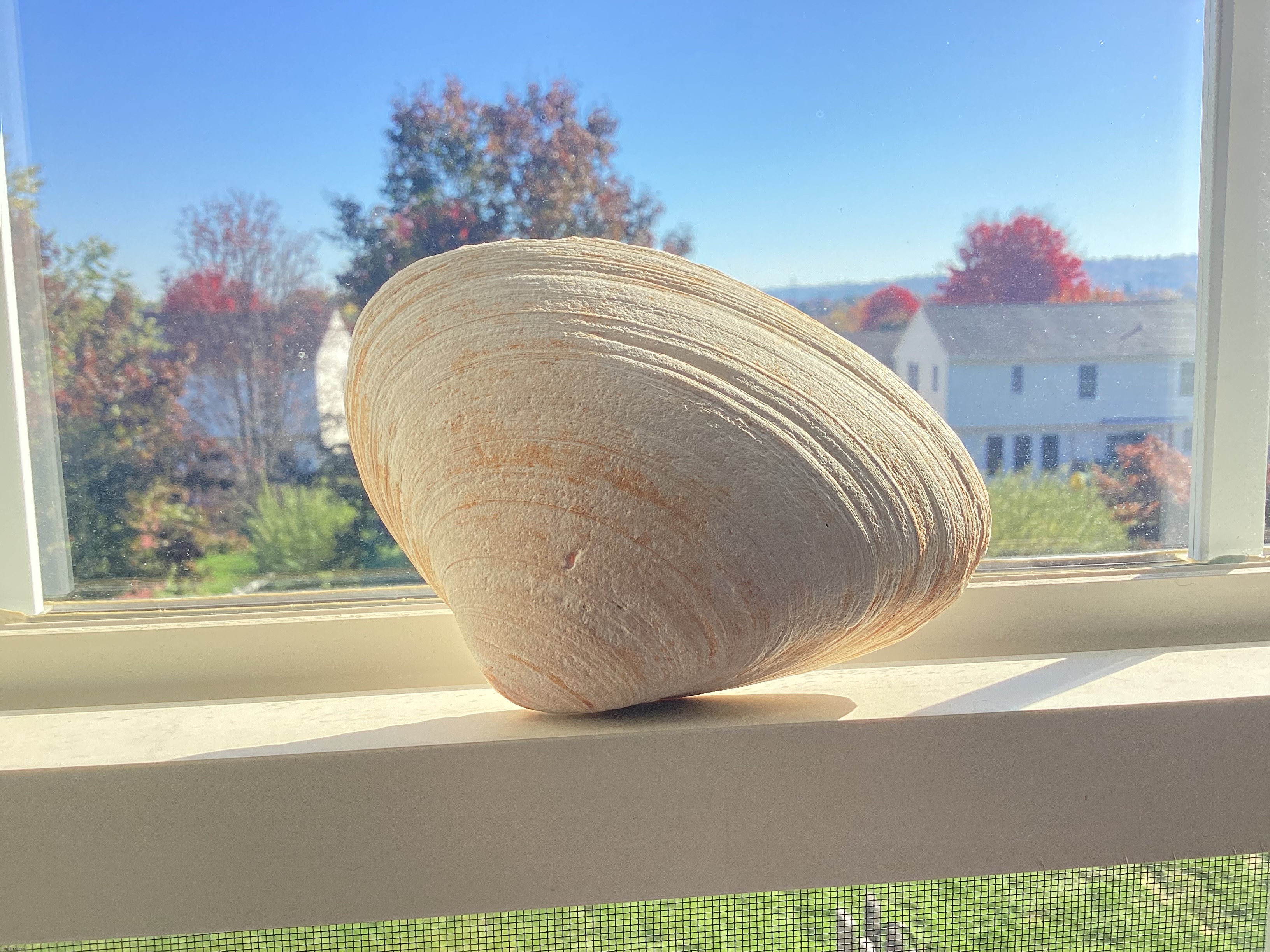 A seashell I picked up at the beach back in the summer | image tagged in share your own photos | made w/ Imgflip meme maker