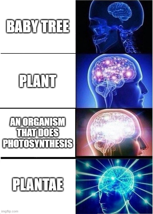 nah | BABY TREE; PLANT; AN ORGANISM THAT DOES PHOTOSYNTHESIS; PLANTAE | image tagged in memes,expanding brain | made w/ Imgflip meme maker