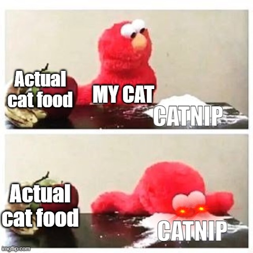 elmo cocaine | Actual cat food; MY CAT; CATNIP; Actual cat food; CATNIP | image tagged in elmo cocaine | made w/ Imgflip meme maker