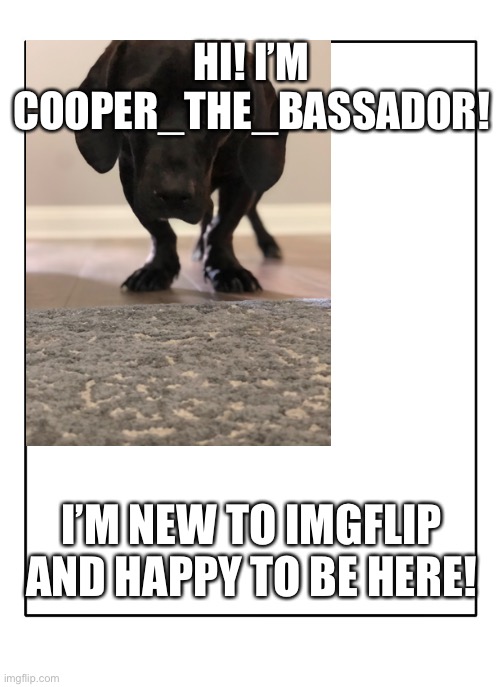 (If you want to know what a Bassador is, I’ll explain in the comments, just ask!) | HI! I’M COOPER_THE_BASSADOR! I’M NEW TO IMGFLIP AND HAPPY TO BE HERE! | image tagged in dog | made w/ Imgflip meme maker