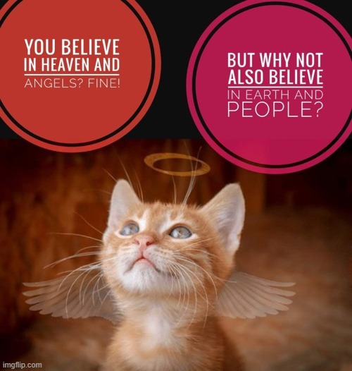 This #lolcat wonders why some rather believe in things that are not tangible. | image tagged in lolcat,faith,faith in humanity,think about it,heaven vs hell | made w/ Imgflip meme maker