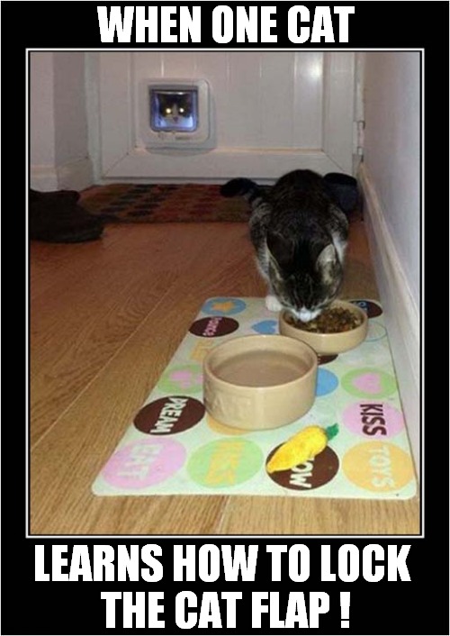 Eating Ones Dinner In Peace ! | WHEN ONE CAT; LEARNS HOW TO LOCK 
THE CAT FLAP ! | image tagged in cats,cat flap,locked,dinner | made w/ Imgflip meme maker