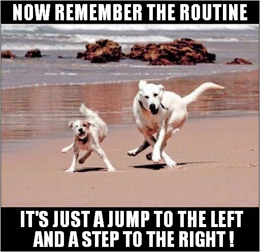 Dancing Dogs ! | NOW REMEMBER THE ROUTINE; AND A STEP TO THE RIGHT ! IT'S JUST A JUMP TO THE LEFT | image tagged in dogs,dancing,timewarp | made w/ Imgflip meme maker