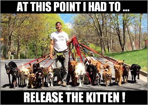 Doggy Chaos ! | AT THIS POINT I HAD TO ... RELEASE THE KITTEN ! | image tagged in dogs,walkies,release the kraken | made w/ Imgflip meme maker