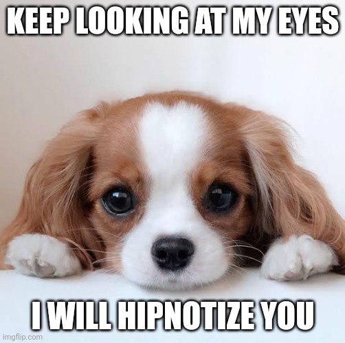 Dog | KEEP LOOKING AT MY EYES; I WILL HIPNOTIZE YOU | image tagged in dog | made w/ Imgflip meme maker