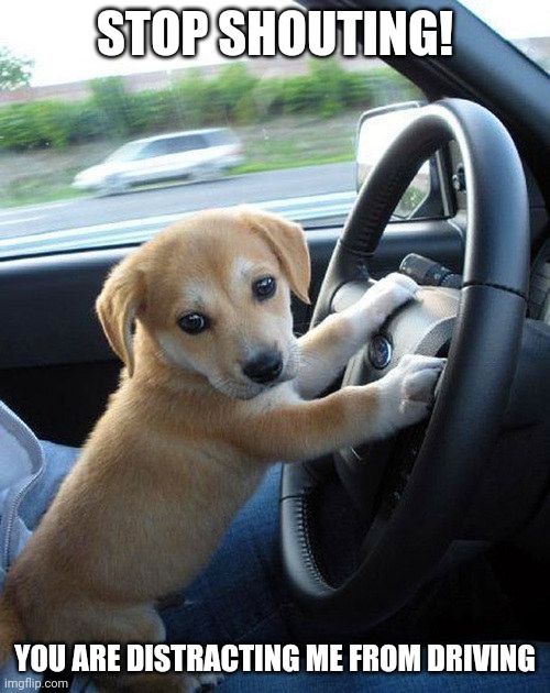 cute dog | STOP SHOUTING! YOU ARE DISTRACTING ME FROM DRIVING | image tagged in cute dog | made w/ Imgflip meme maker