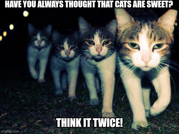 Wrong Neighboorhood Cats | HAVE YOU ALWAYS THOUGHT THAT CATS ARE SWEET? THINK IT TWICE! | image tagged in memes,wrong neighboorhood cats | made w/ Imgflip meme maker