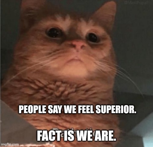 Pathetic Cat | PEOPLE SAY WE FEEL SUPERIOR. FACT IS WE ARE. | image tagged in pathetic cat | made w/ Imgflip meme maker