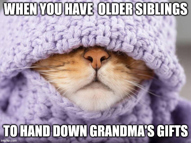 Older siblings' hand me downs | WHEN YOU HAVE  OLDER SIBLINGS; TO HAND DOWN GRANDMA'S GIFTS | image tagged in funny cats,cat,cute cat,siblings | made w/ Imgflip meme maker