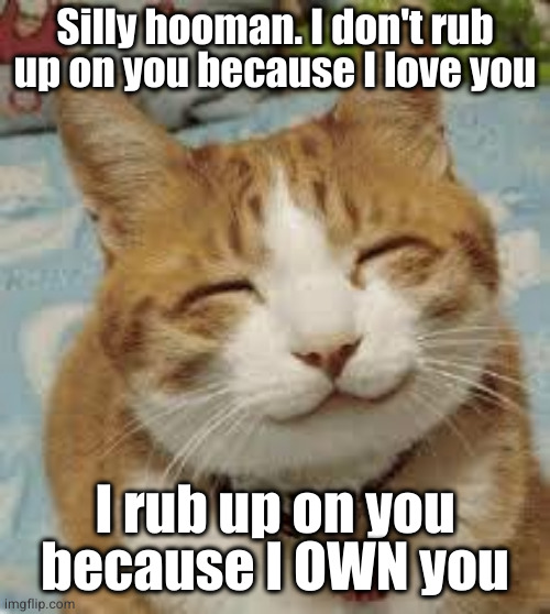 Cat psychology 101 | Silly hooman. I don't rub up on you because I love you; I rub up on you
because I OWN you | image tagged in happy cat | made w/ Imgflip meme maker