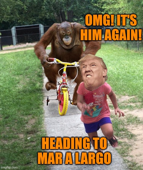 Orangutan chasing girl on a tricycle | OMG! IT'S HIM AGAIN! HEADING TO MAR A LARGO | image tagged in orangutan chasing girl on a tricycle | made w/ Imgflip meme maker