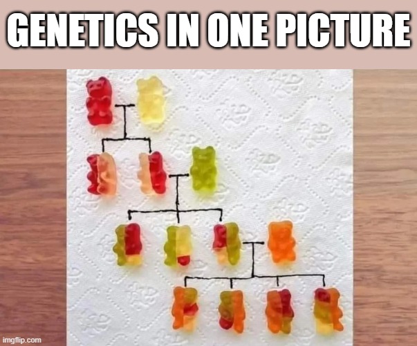 Yum | GENETICS IN ONE PICTURE | image tagged in biology,gummy bears,genetics | made w/ Imgflip meme maker