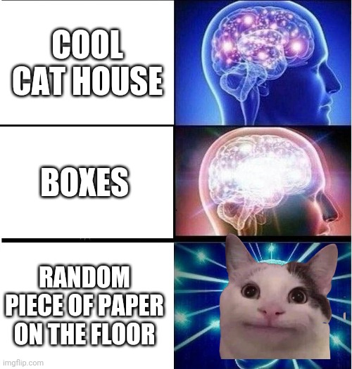 Expanding brain 3 panels | COOL CAT HOUSE BOXES RANDOM PIECE OF PAPER ON THE FLOOR | image tagged in expanding brain 3 panels | made w/ Imgflip meme maker