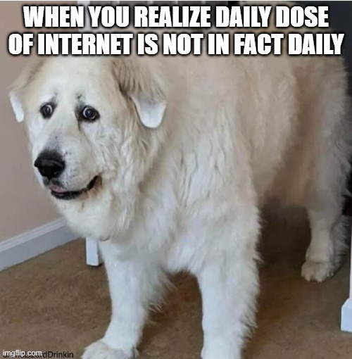 oh | WHEN YOU REALIZE DAILY DOSE OF INTERNET IS NOT IN FACT DAILY | image tagged in scared dog,realization,sudden realization,daily does of internet | made w/ Imgflip meme maker
