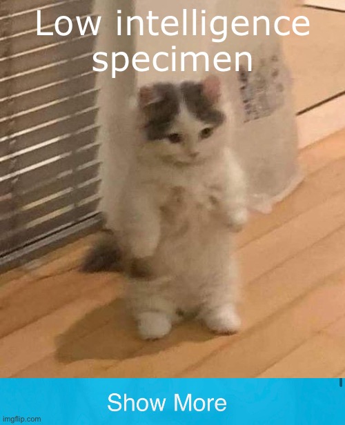 Low Intelligence Specimen | Low intelligence specimen | image tagged in cat,stop reading the tags | made w/ Imgflip meme maker